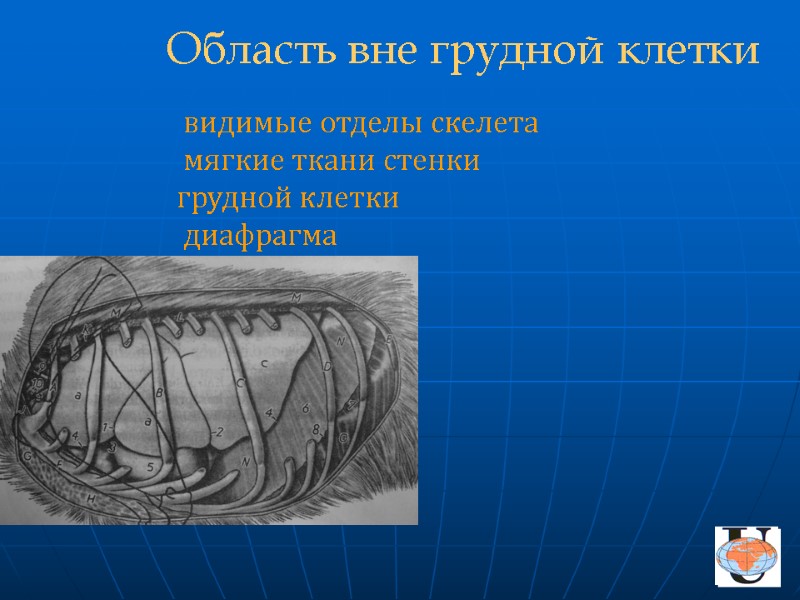 видимые отделы скелета  мягкие ткани стенки   грудной клетки  диафрагма 